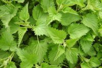 Natural Remedies Against Spring Allergy