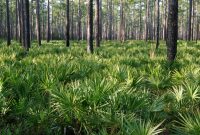 Saw Palmetto: A Comprehensive Guide to the Herb and Its Benefits